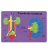 GOMA EVA FIXO PUZZLE 26x36 SISTEMA RENAL