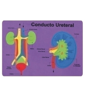 GOMA EVA FIXO PUZZLE 26x36 SISTEMA RENAL