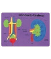 GOMA EVA FIXO PUZZLE 26x36 SISTEMA RENAL