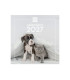CAL.FIN. PARED 300x300 PERROS Y GATOS