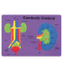 GOMA EVA FIXO PUZZLE 26x36 SISTEMA RENAL