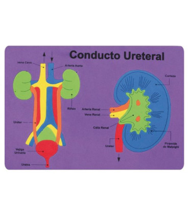 GOMA EVA FIXO PUZZLE 26x36 SISTEMA RENAL