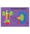 GOMA EVA FIXO PUZZLE 26x36 SISTEMA RENAL